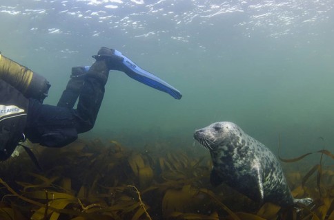 Grey seal