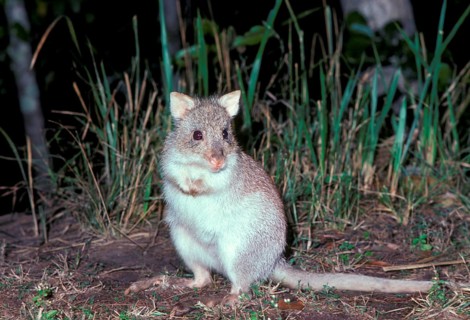 Red Rat Kangaroo