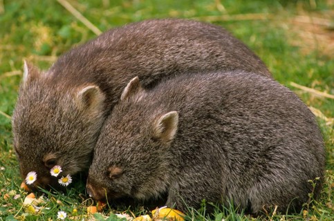 Naked-nosed wombat