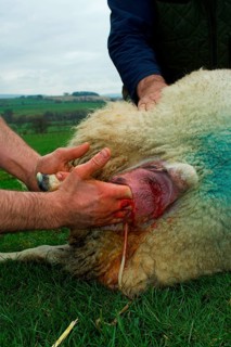 Domestic Sheep