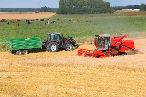 Common oat