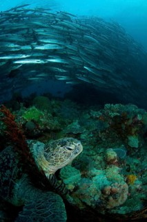 Adult loggerhead sea turtle