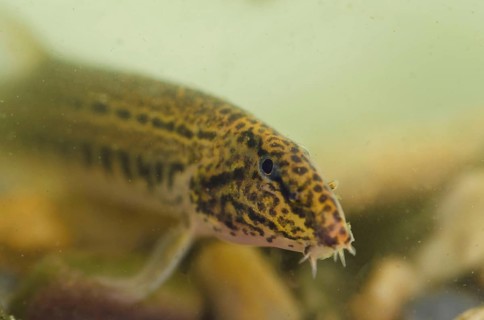 Spined loach