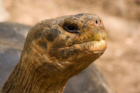Testudo elephantopus