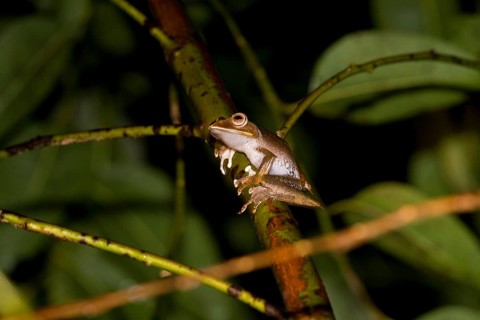 Madagascar frog