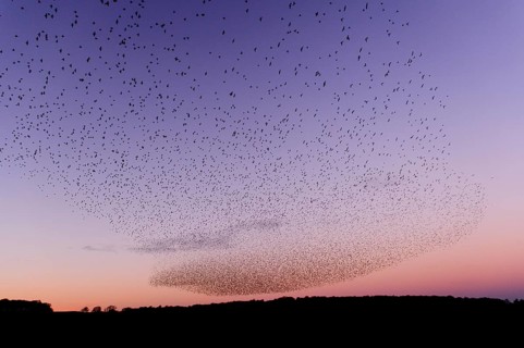 Common common starling