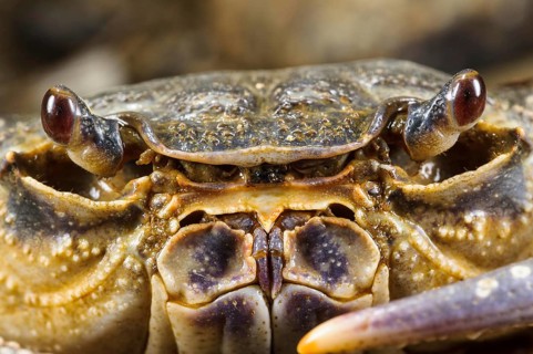 Freshwater Crab