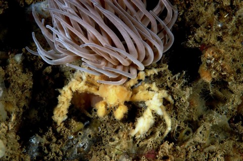 Long-legged spider crab