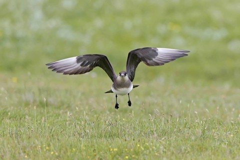 Arctic Skua