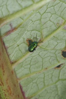 Mint Leaf Beetle