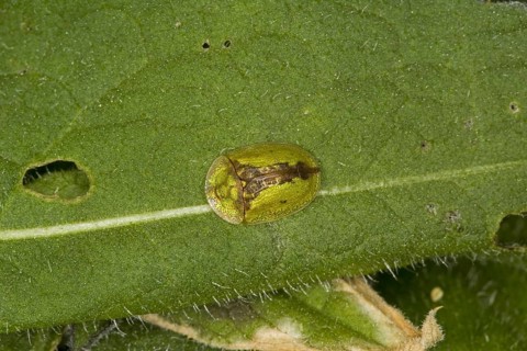 Rusty shield beetle