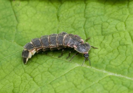 Common Glow-worm