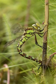 Southern southern hawker
