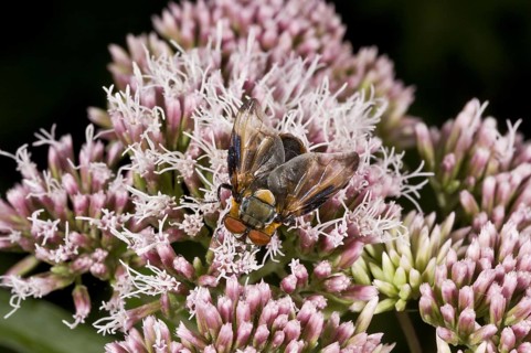 Tachinid tachinid fly