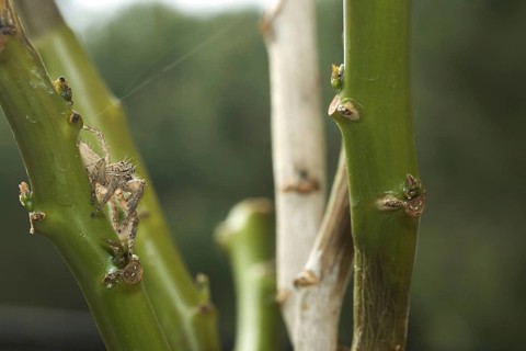 Heavy jumping spider