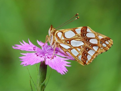 Queen of Spain Fritillary