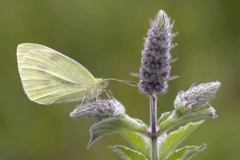 Small white