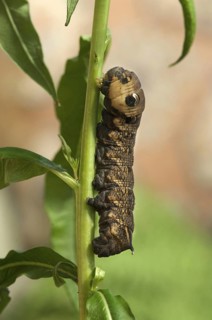 Elephant Hawkmoth