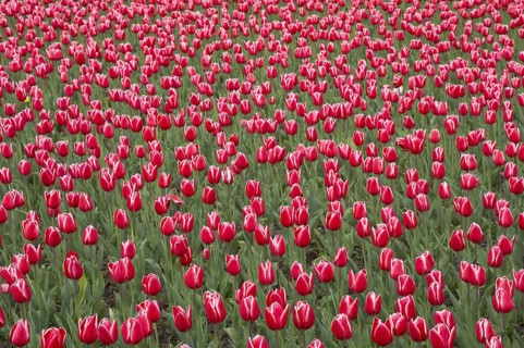 Tulip