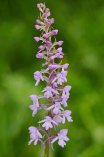 Fragrant Orchid