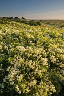 Flowering mass of Hoary whitetop