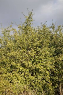 Habit blackthorn