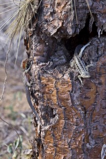 Male & female Lava Lizards on cactus