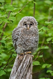 Ural owl