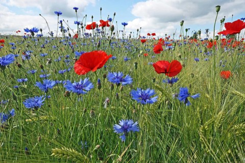 Corn poppy and cornflower