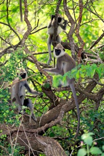 Southern Hanuman langur
