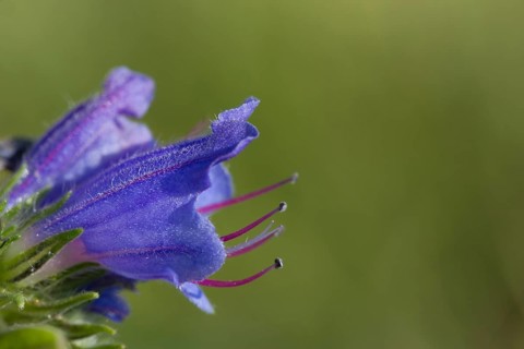 Viper's BuglossCommon Viper's Bugloss
