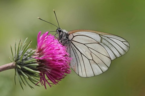 Tree White