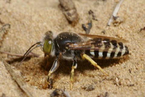 Beaked gyro wasp