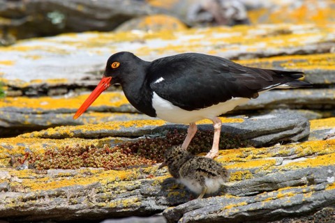 Magellanic Oystercatcher