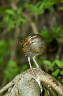 Buff-banded buff-banded rail