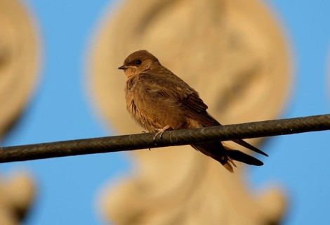 Dusky Crag-martin