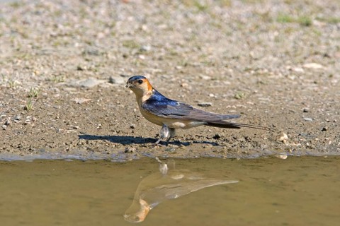 Red-rumped Swallow