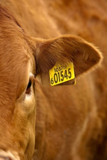 Domestic cattle