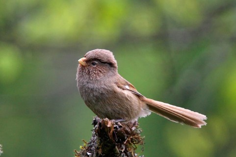 Monochrome Parrotbill