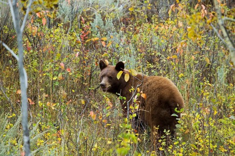 American Black Bear