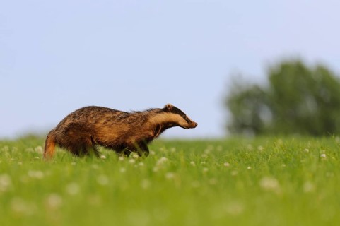 Eurasian Badger