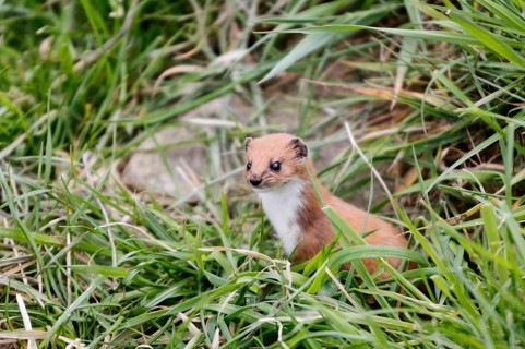 Least weasel