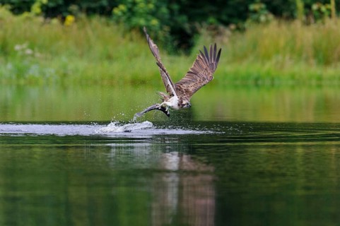 Western osprey