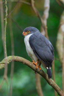 Semiplumbeous Hawk