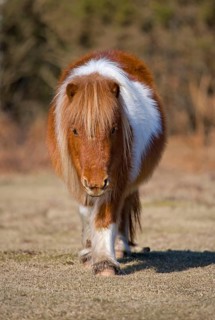 Shetland pony