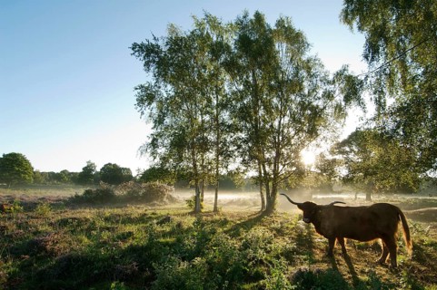 Highland cattle