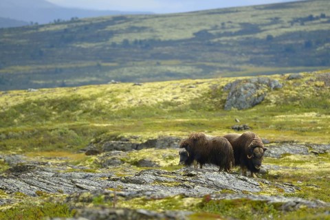 Musk oxes