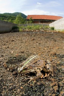 Marsh Frog