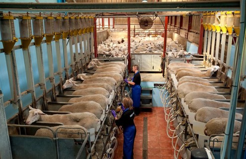 Domestic Sheep