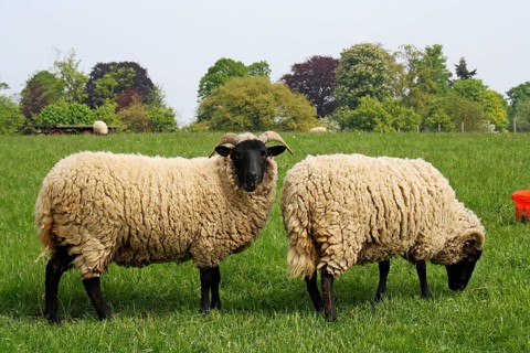 Domestic Sheep